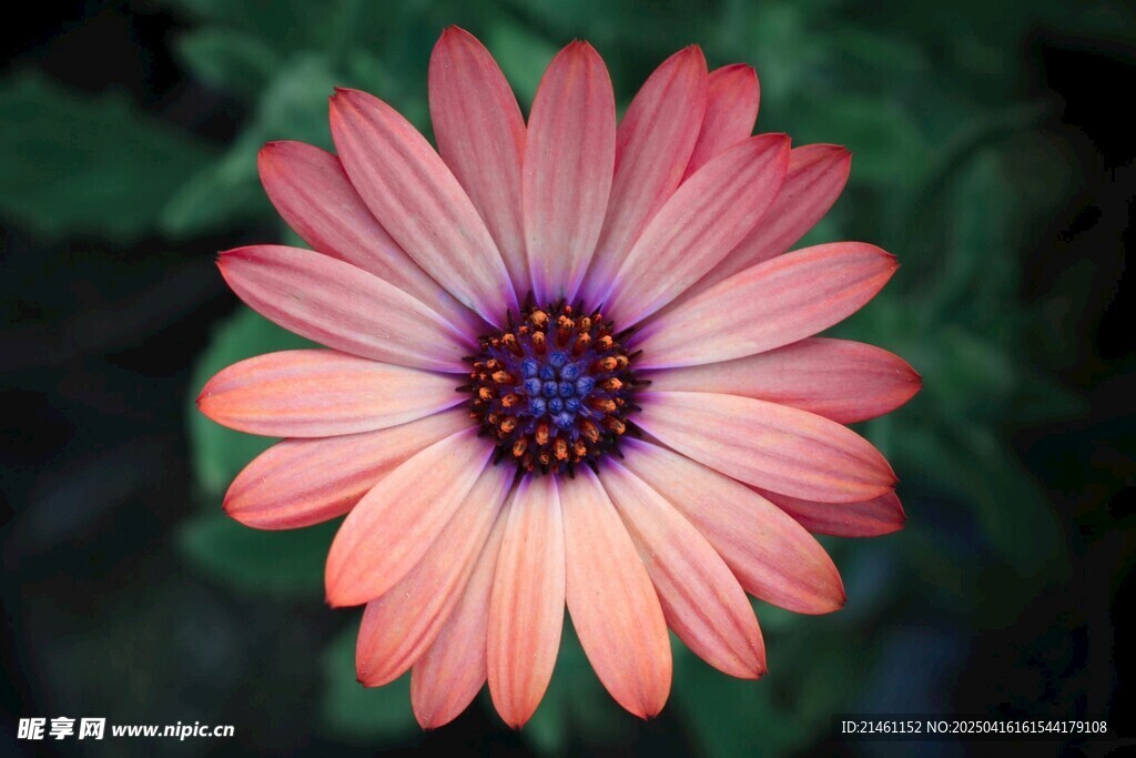 非洲菊