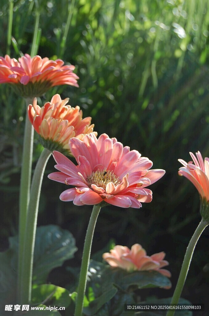 非洲菊