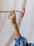 非洲菊