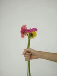 非洲菊