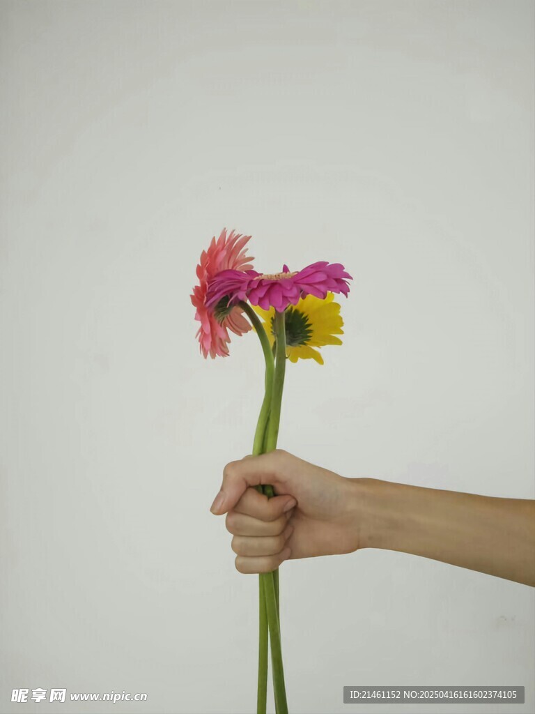 非洲菊