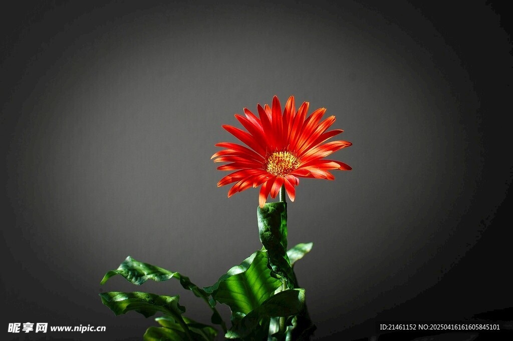 非洲菊