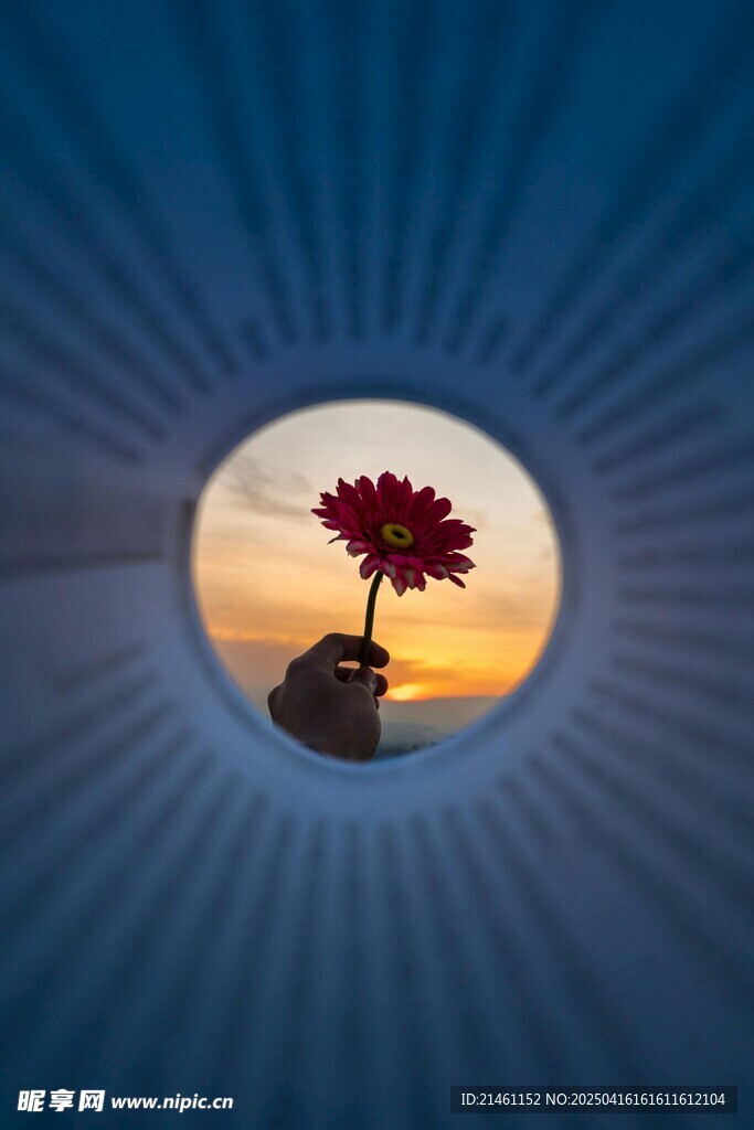 非洲菊