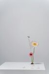 非洲菊