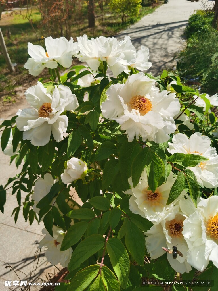 牡丹花