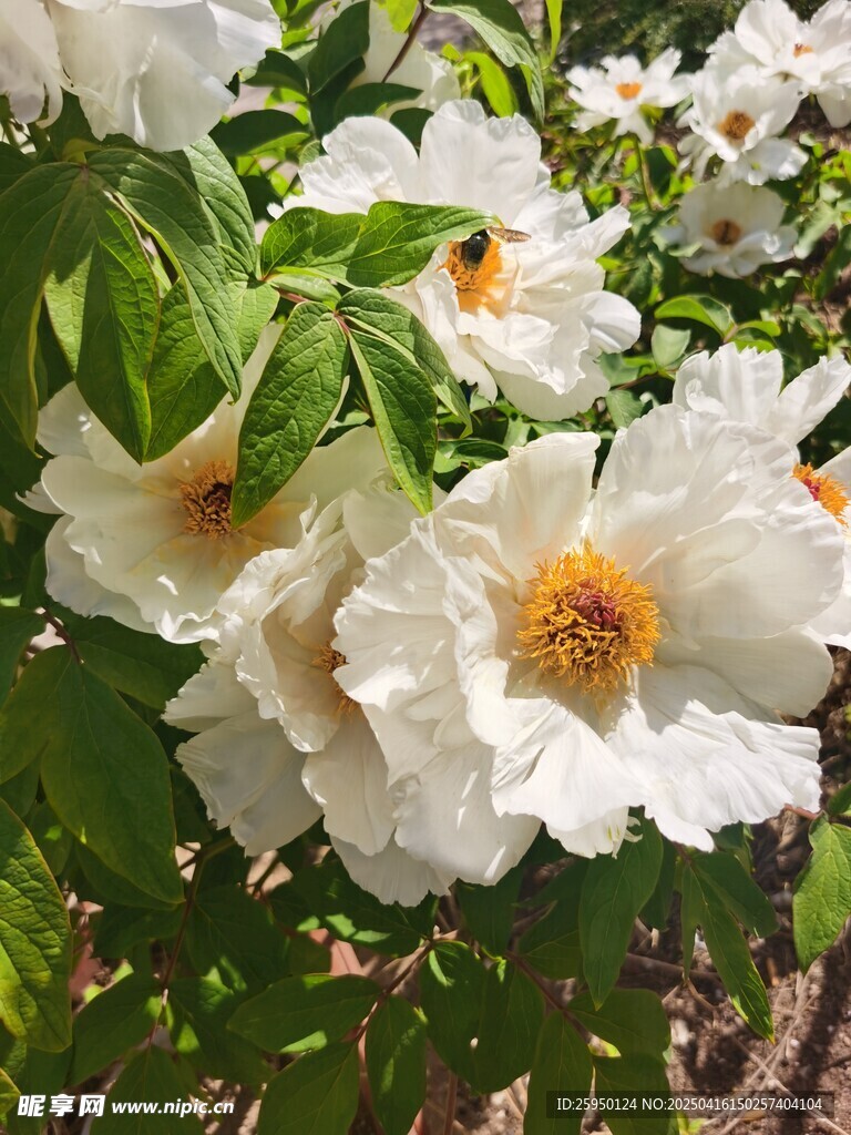 牡丹花