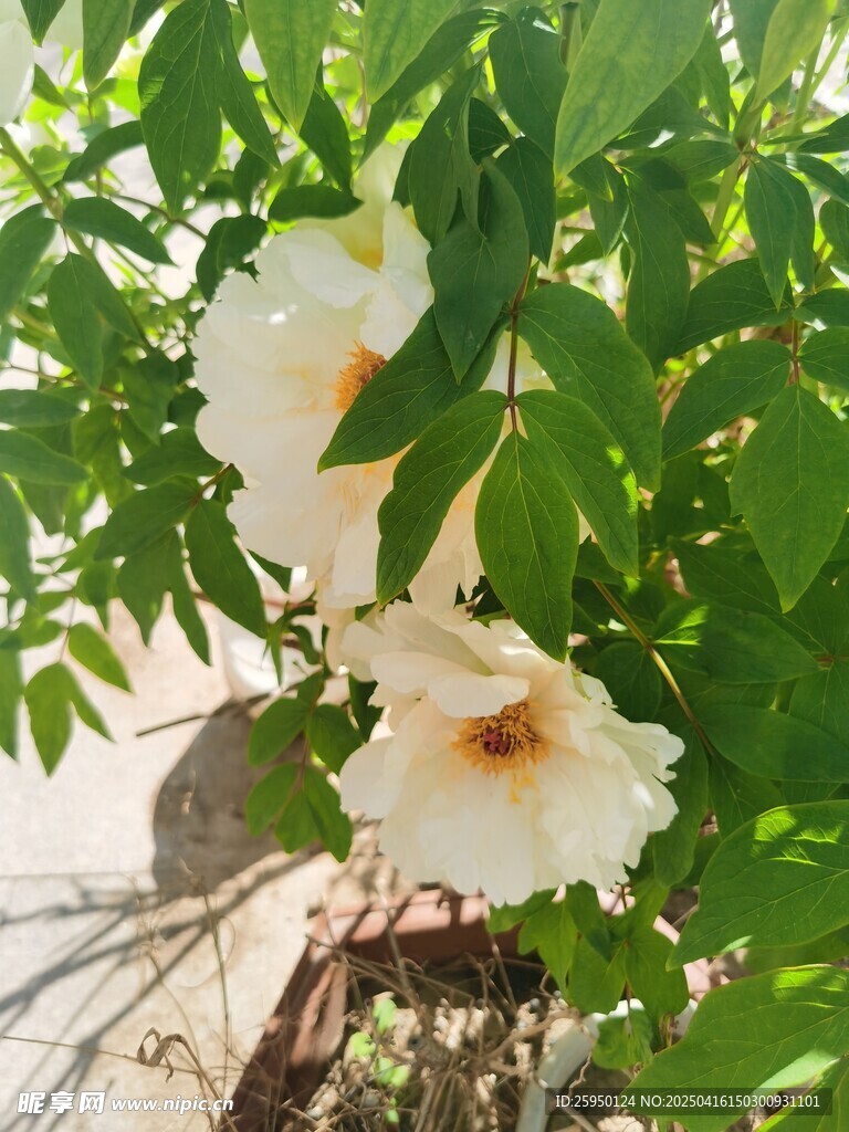 牡丹花