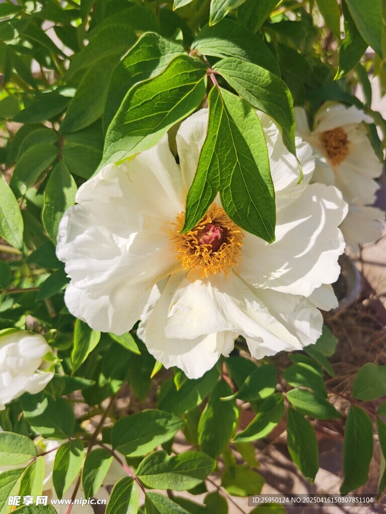 牡丹花