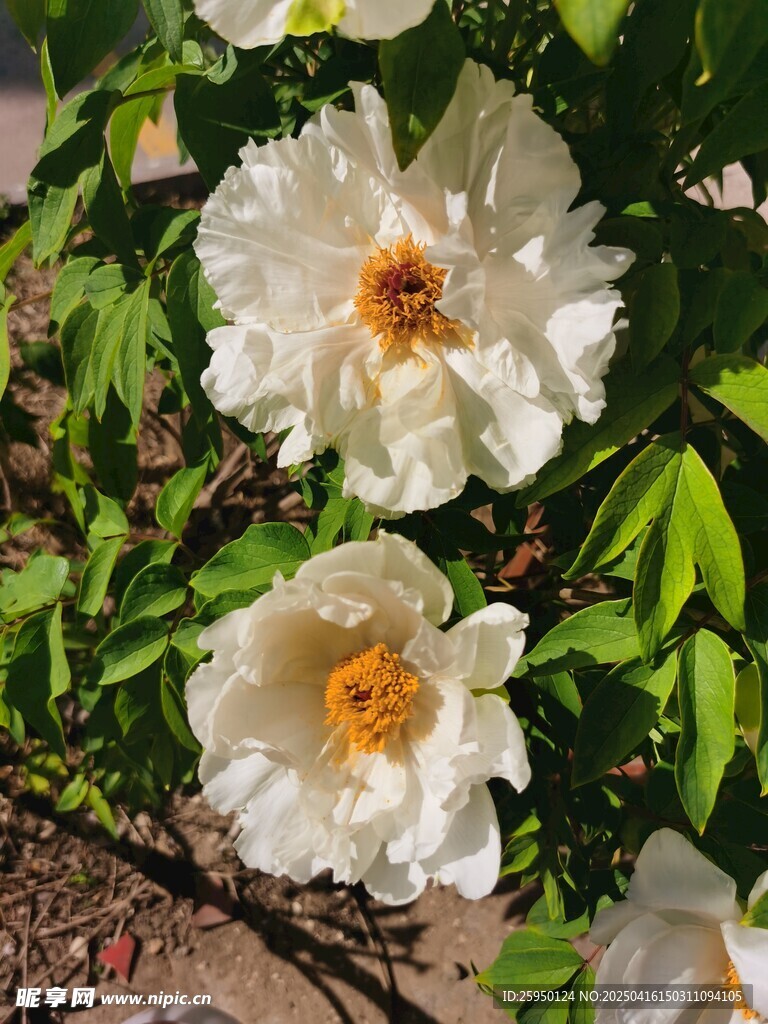 牡丹花