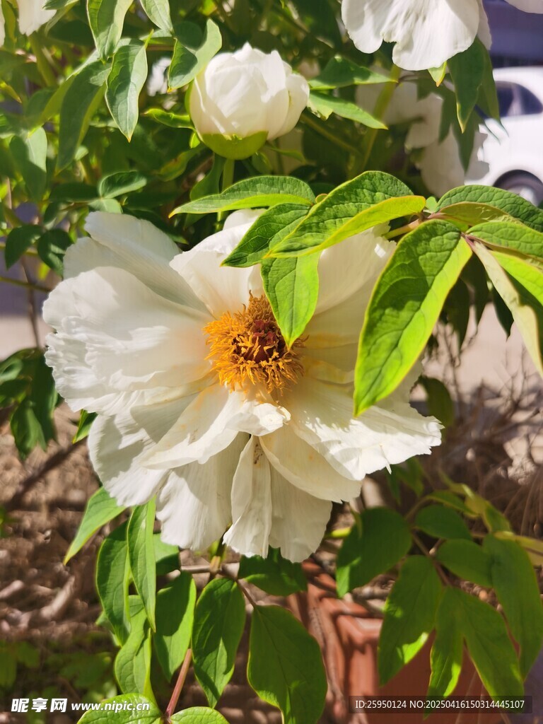 牡丹花