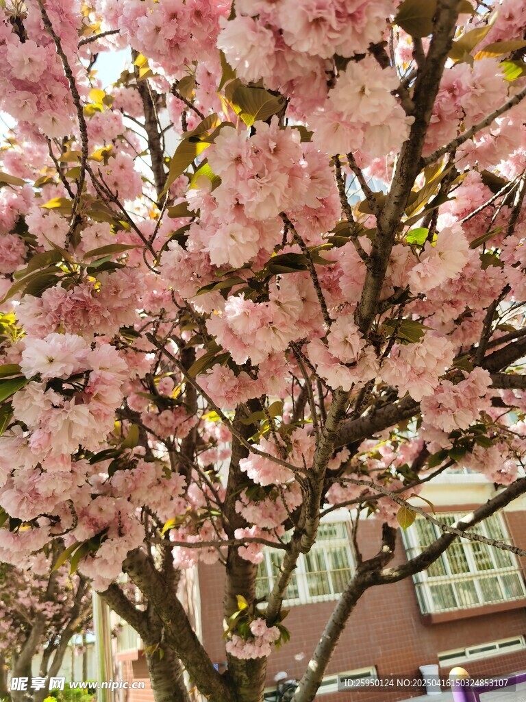 樱花