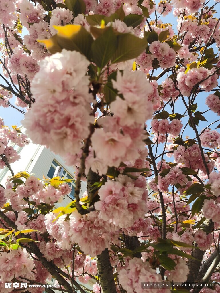 樱花