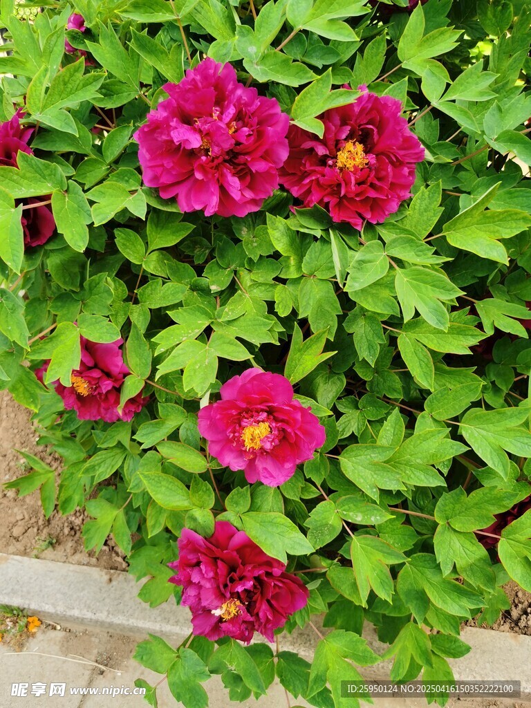 牡丹花