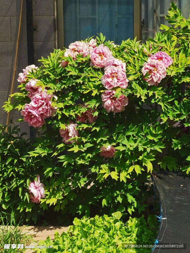 牡丹花