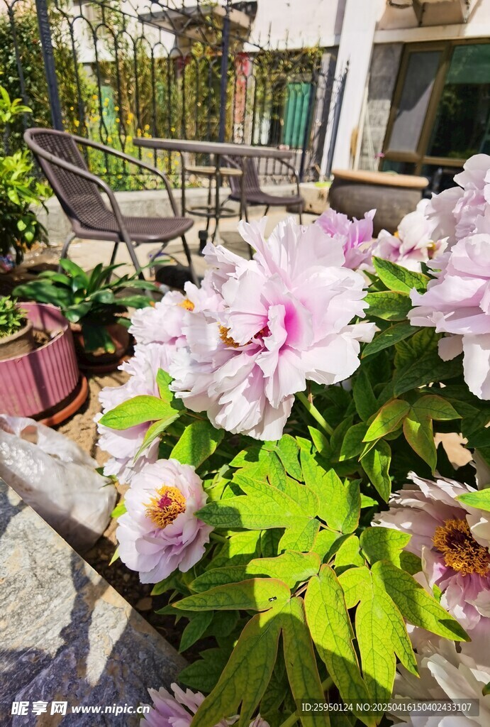 牡丹花