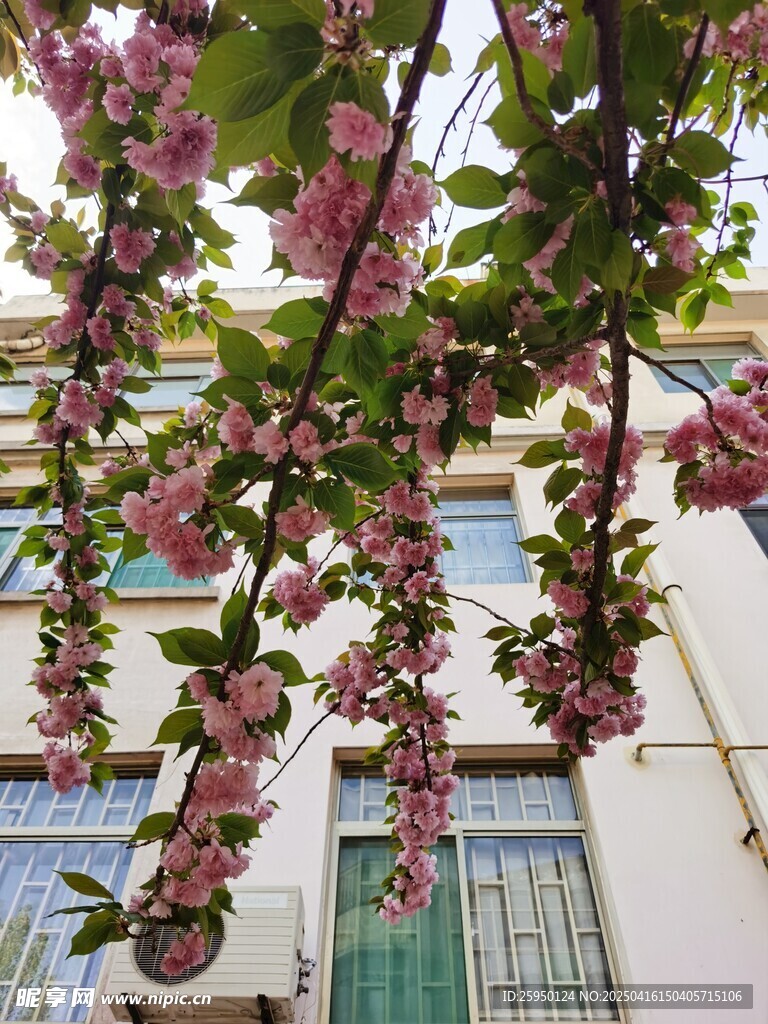 樱花