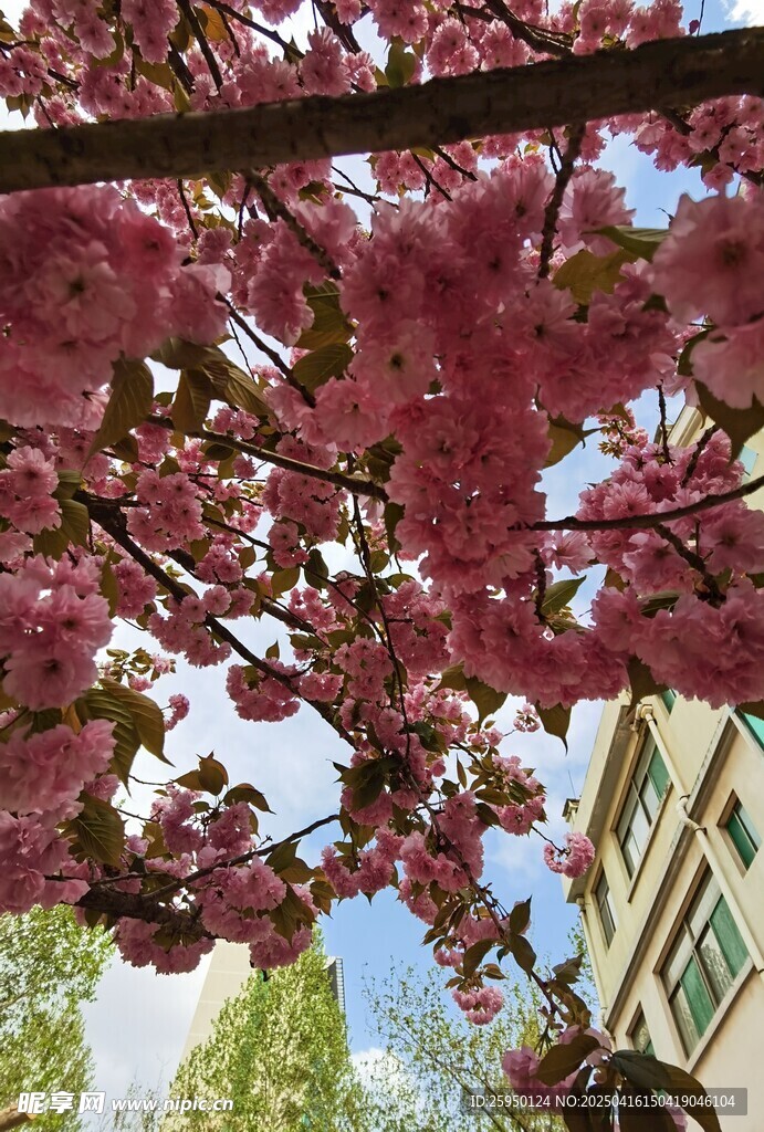 樱花
