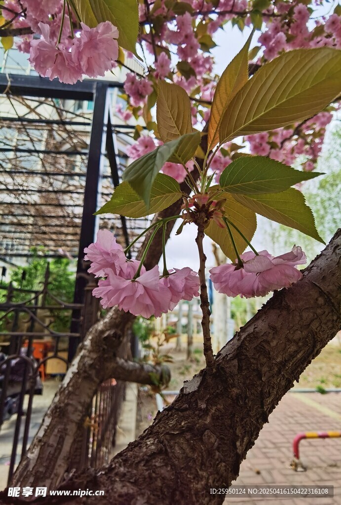 樱花
