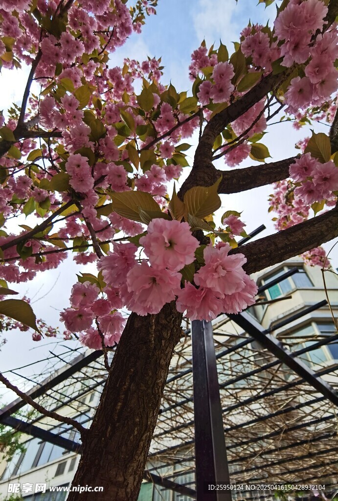樱花