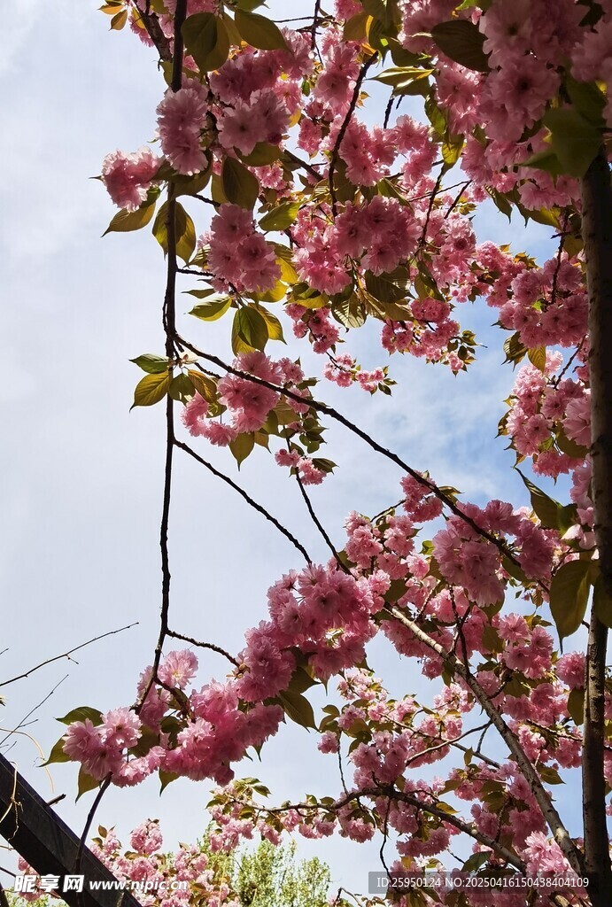 樱花