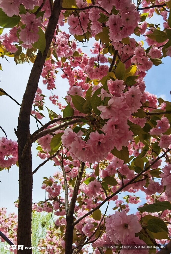 樱花