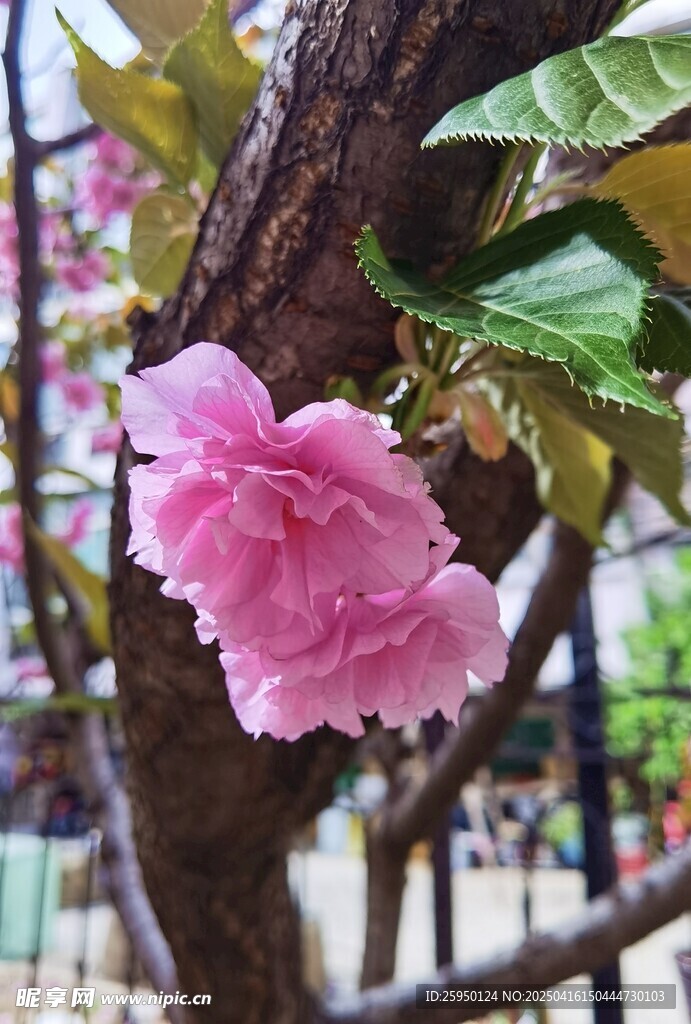 樱花