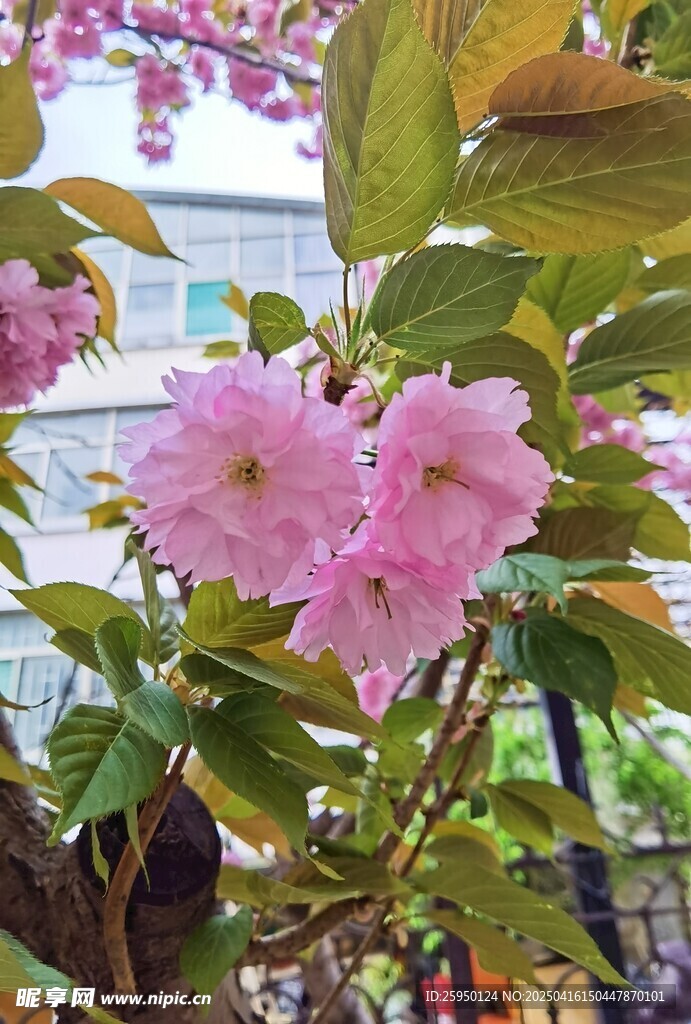 樱花