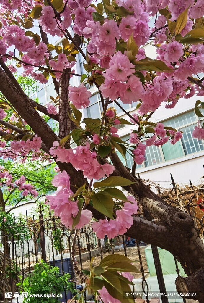 樱花