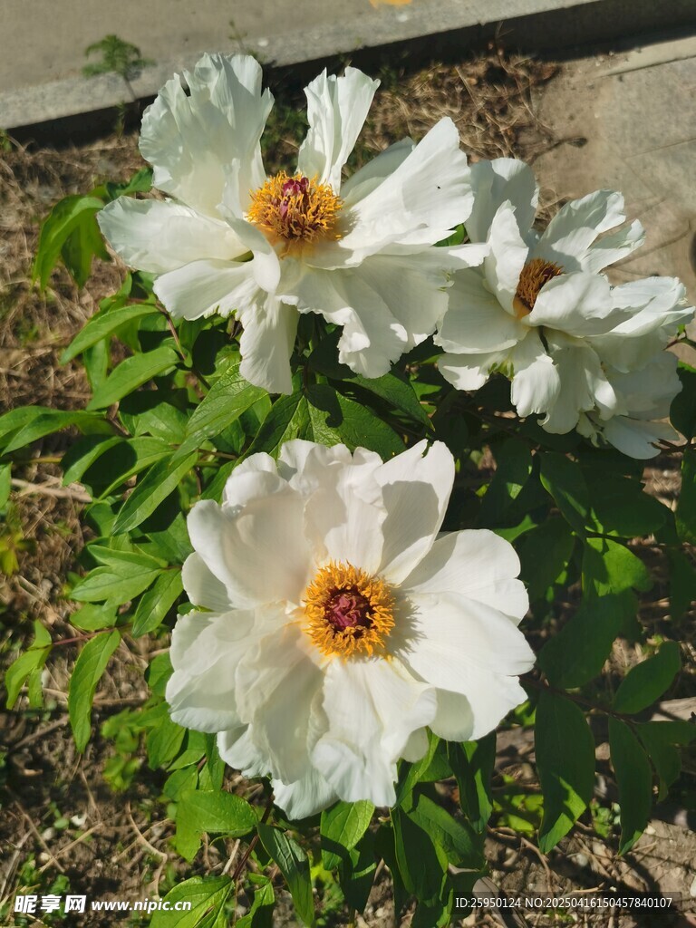 牡丹花