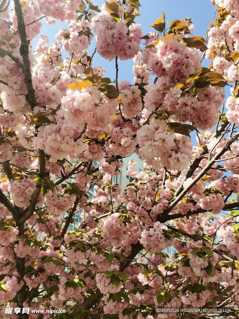 樱花