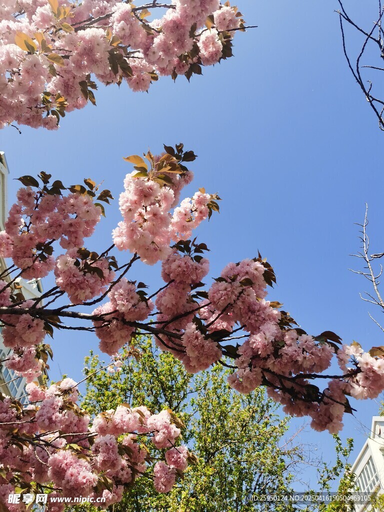 樱花