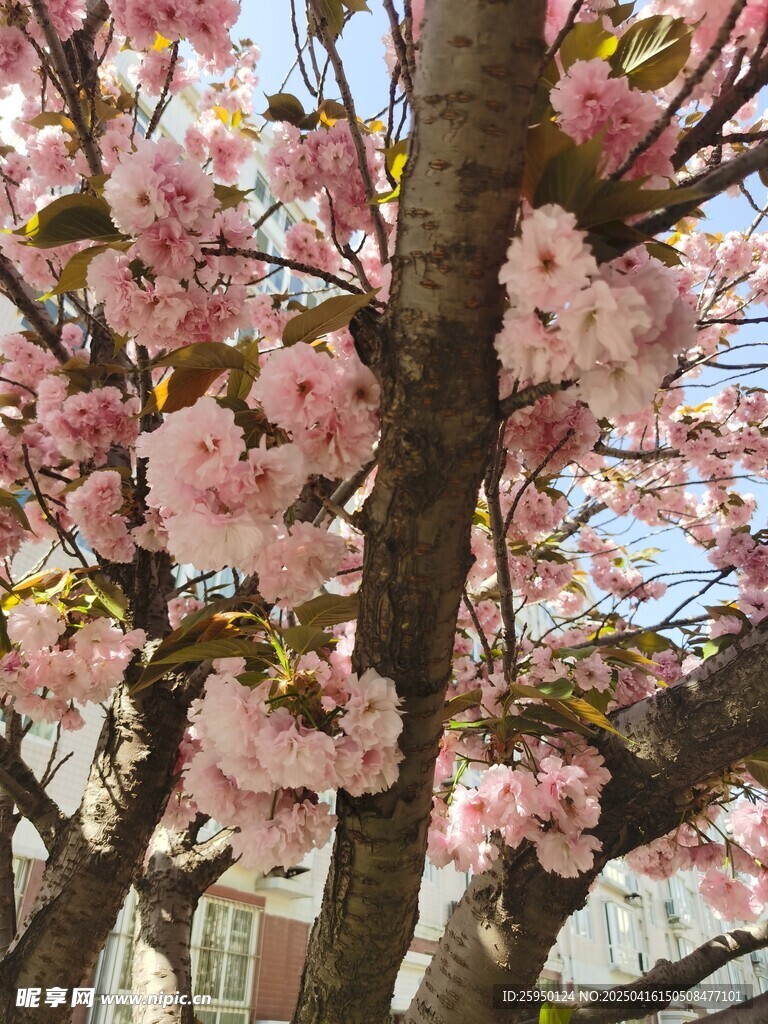樱花
