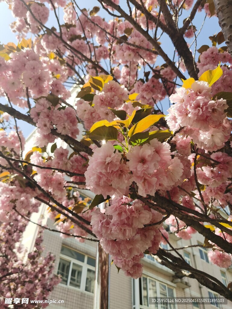 樱花