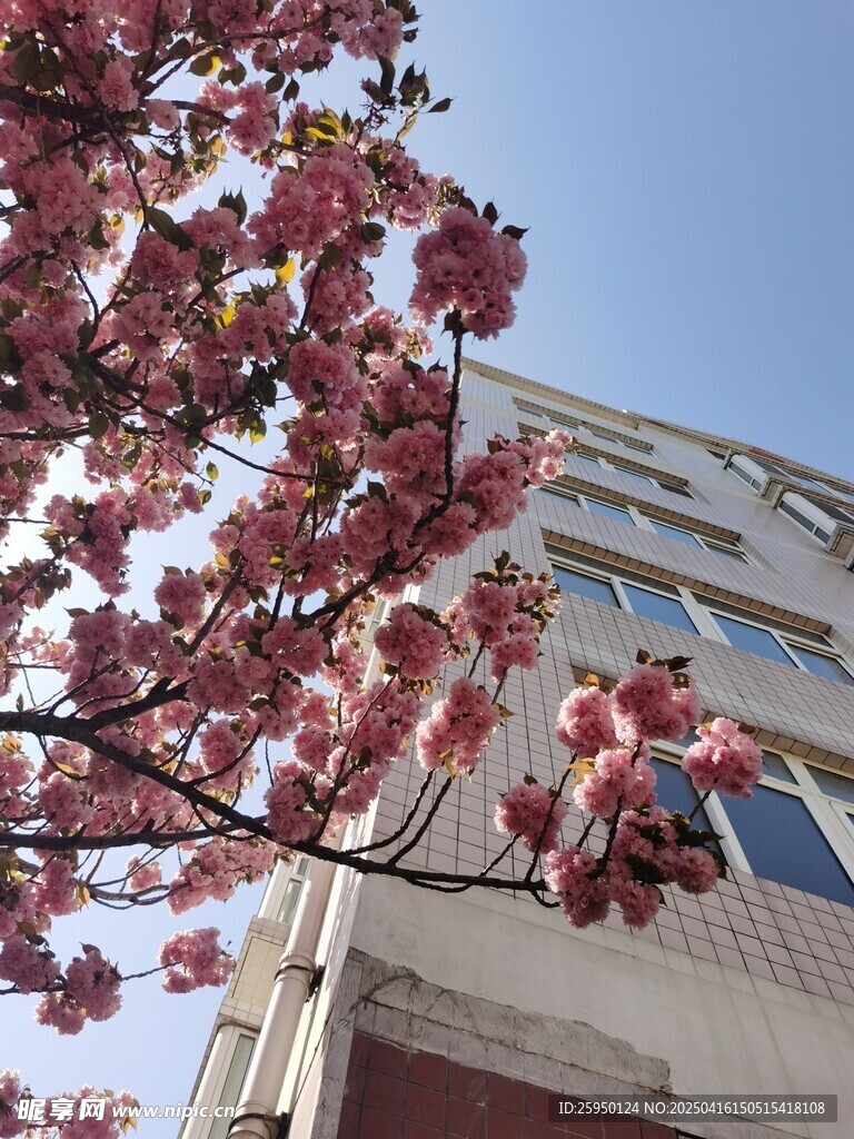 樱花