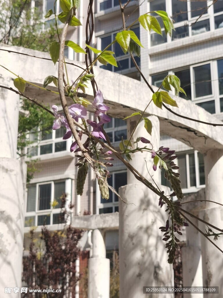紫藤