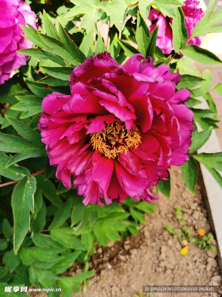 牡丹花