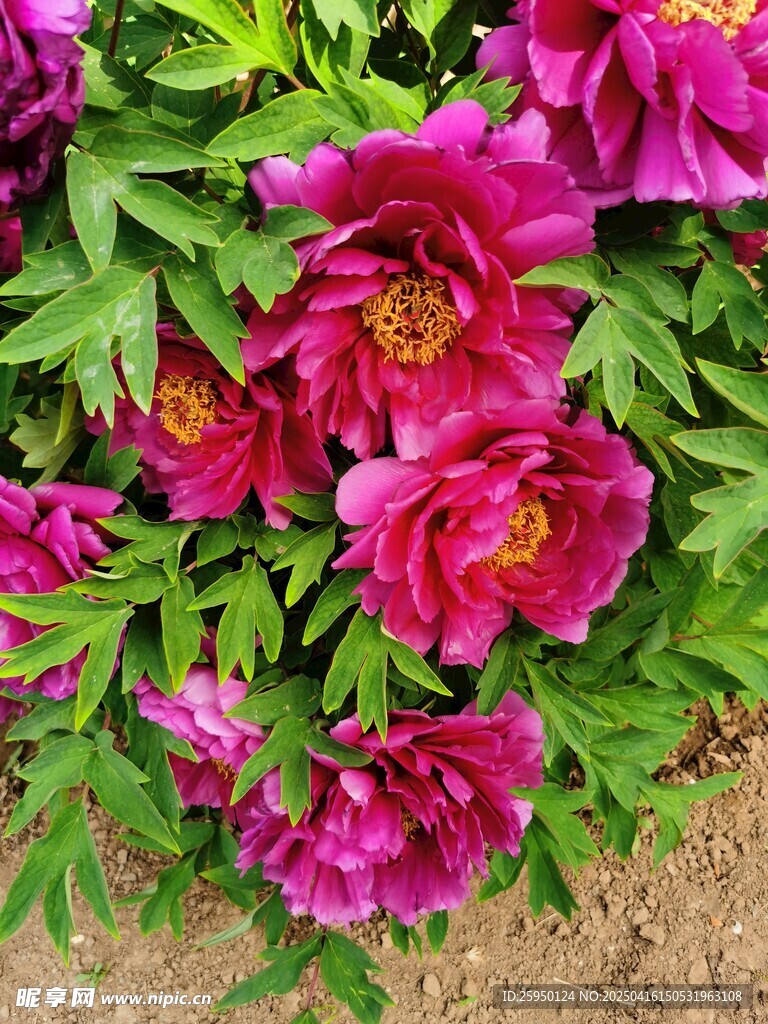 牡丹花