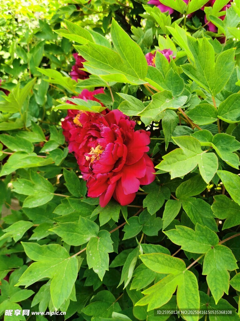 牡丹花