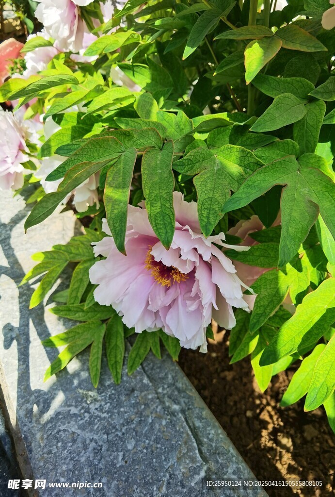 牡丹花