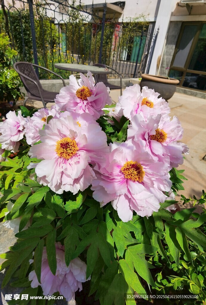 牡丹花