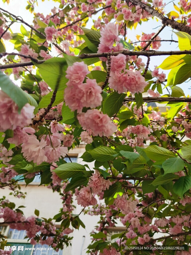 樱花