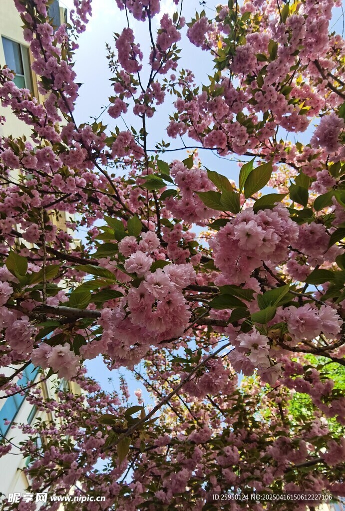樱花