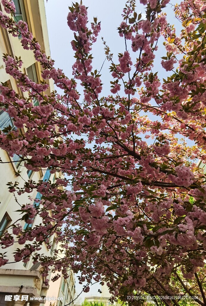 樱花
