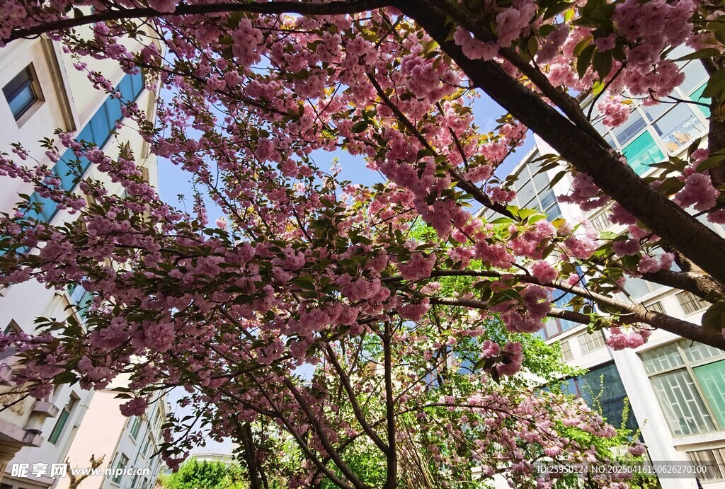 樱花