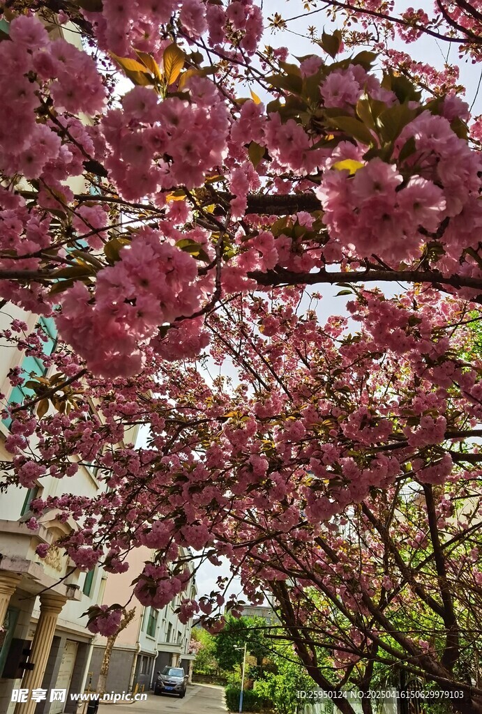 樱花