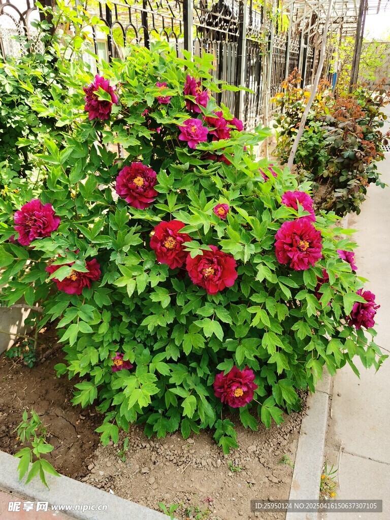 牡丹花