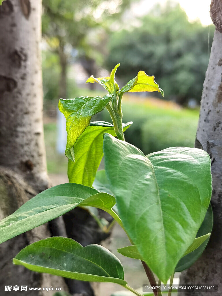 绿叶新芽