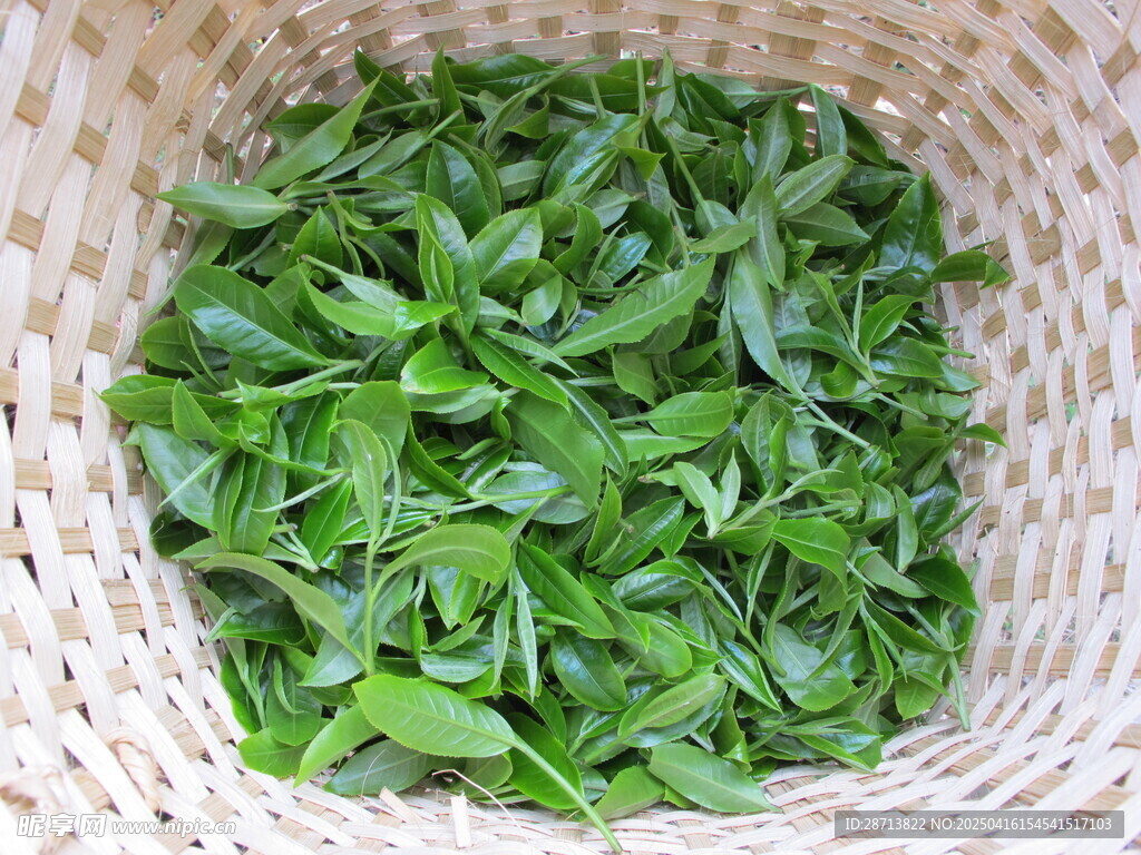 普洱茶鲜叶