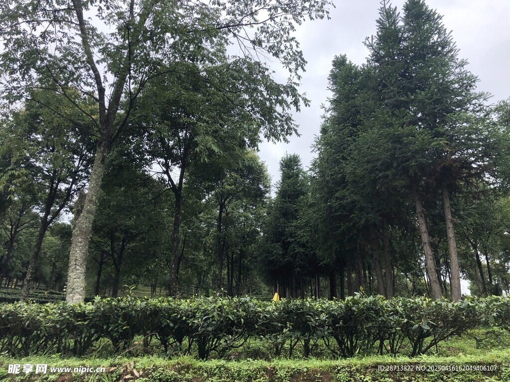 普洱茶园