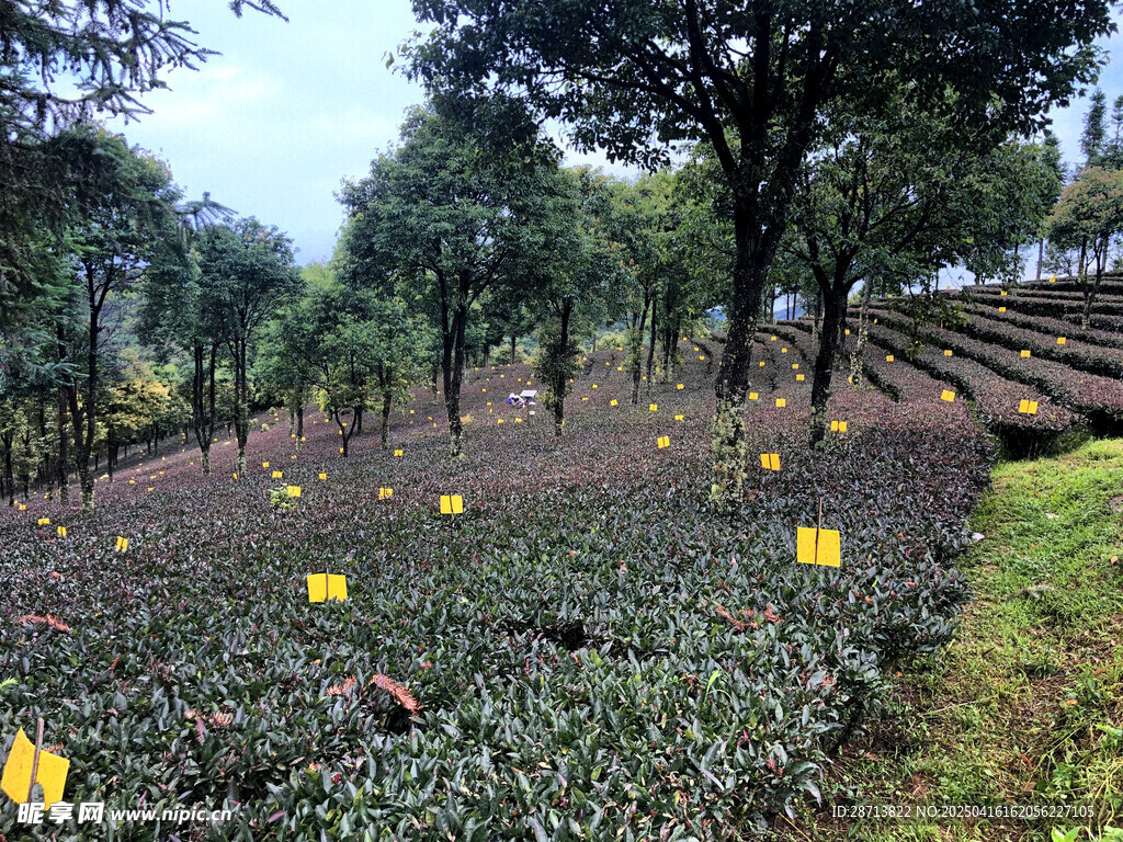 紫娟茶林